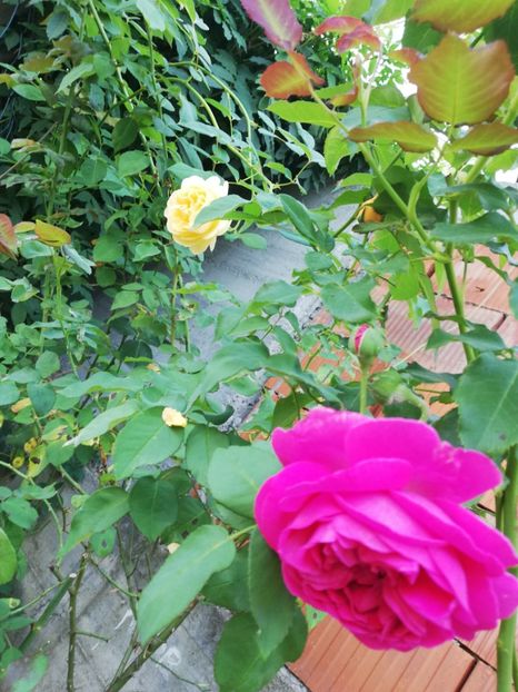  - Gradina august 2019
