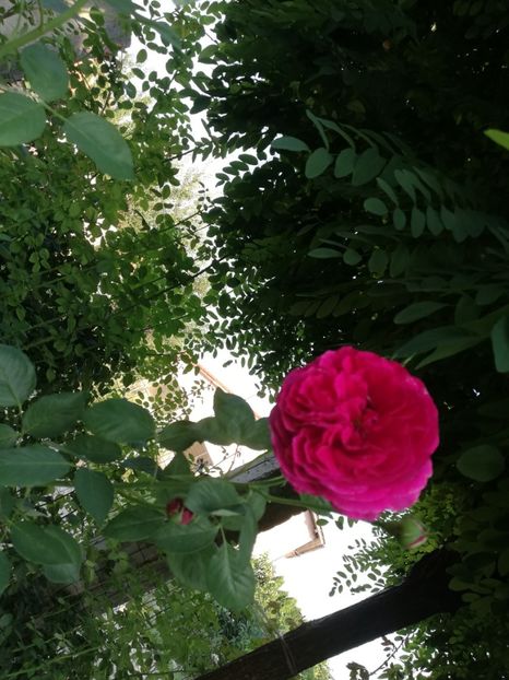  - Gradina august 2019