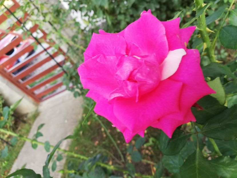  - Gradina august 2019
