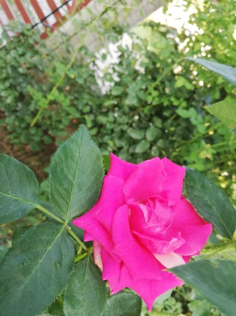  - Gradina august 2019