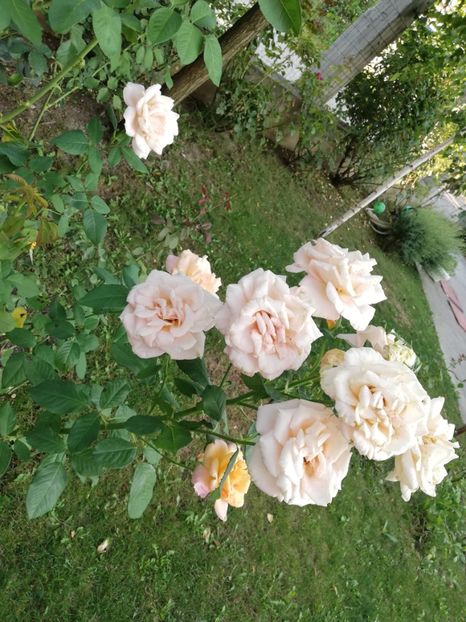  - Gradina august 2019