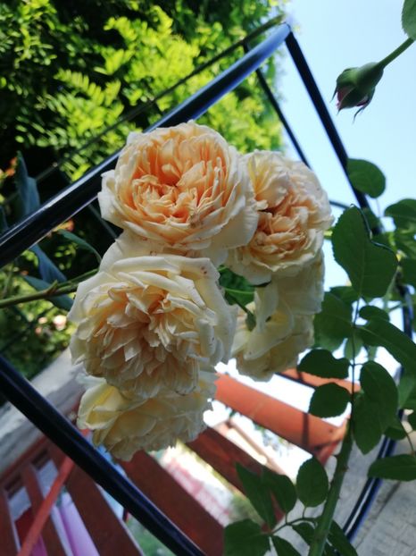  - Gradina august 2019