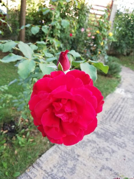  - Gradina august 2019