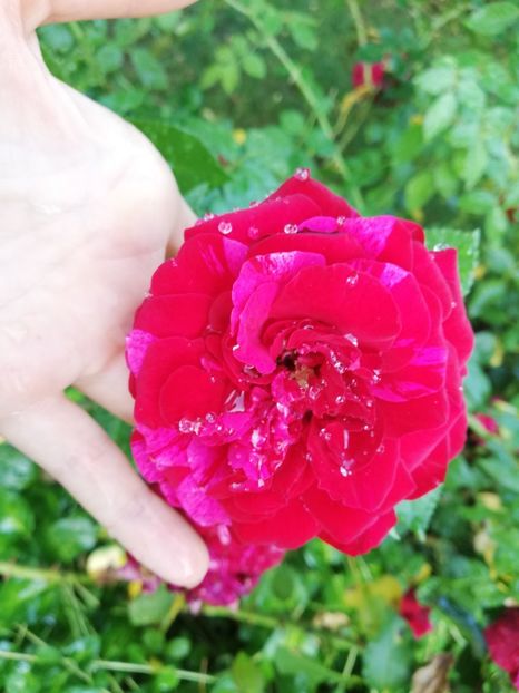  - Gradina august 2019