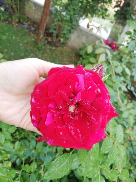  - Gradina august 2019