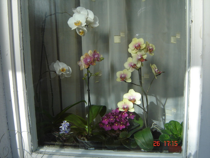 DSC01042 - Orhidee Phalaenopsis