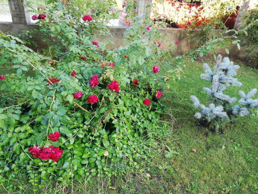  - Gradina august 2019