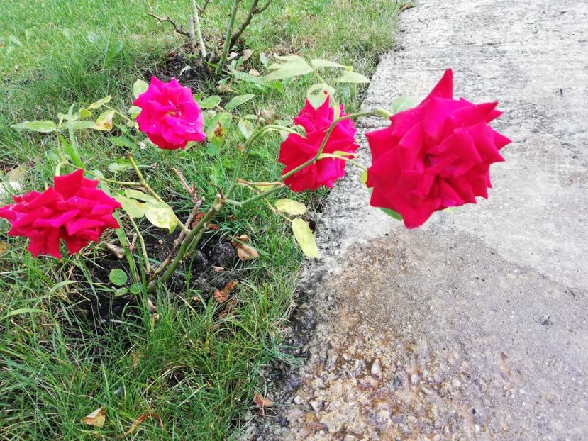  - Gradina august 2019