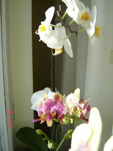 DSC01043 - Orhidee Phalaenopsis