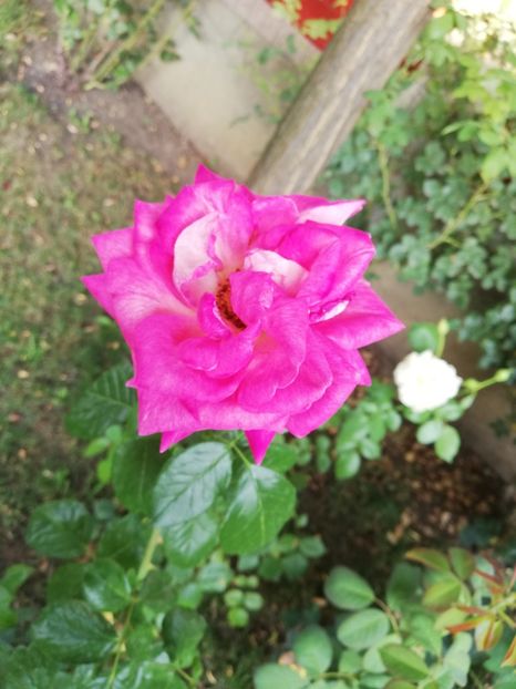  - Gradina august 2019