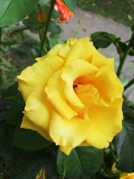  - Gradina august 2019