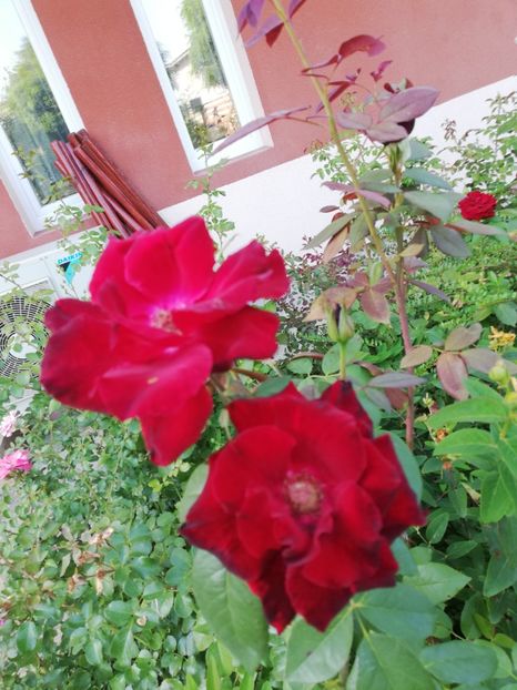  - Gradina august 2019