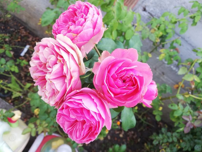  - Gradina august 2019