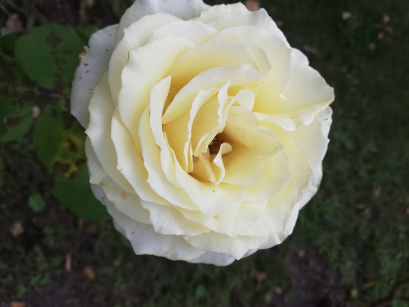  - Gradina august 2019
