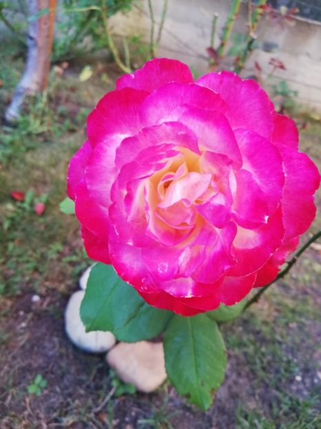  - Gradina august 2019