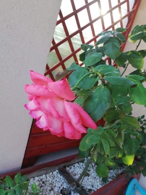  - Gradina august 2019
