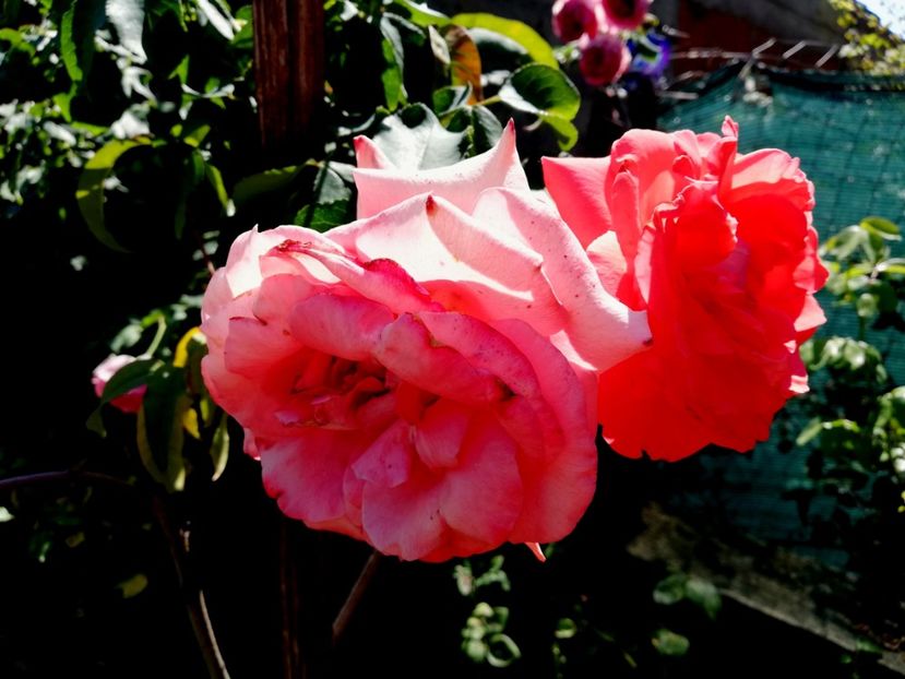  - Gradina august 2019