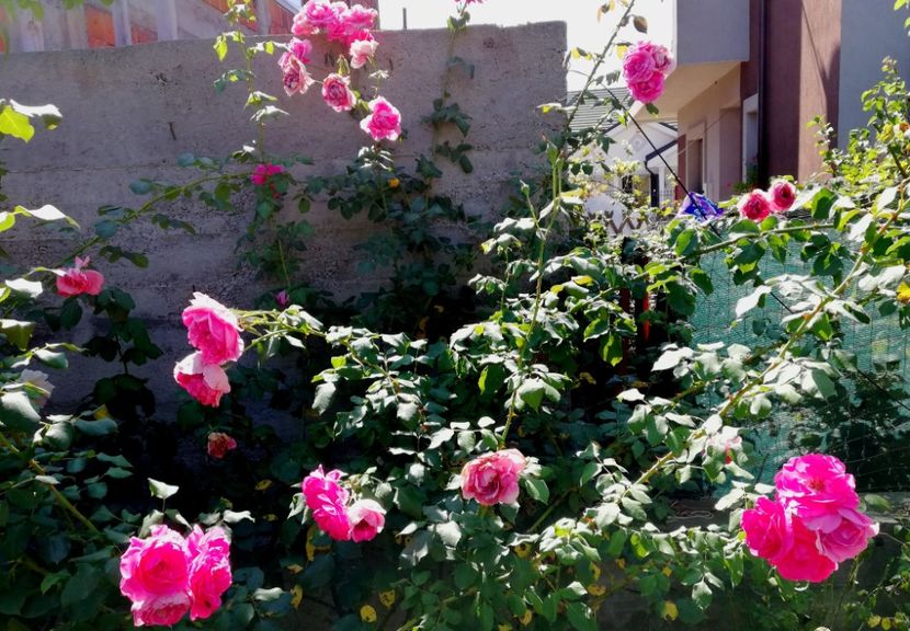  - Gradina august 2019