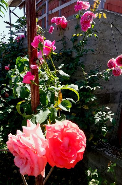  - Gradina august 2019