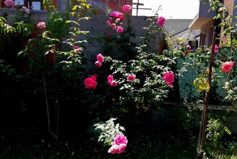 - Gradina august 2019