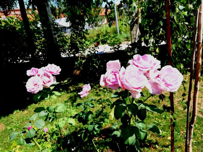  - Gradina august 2019