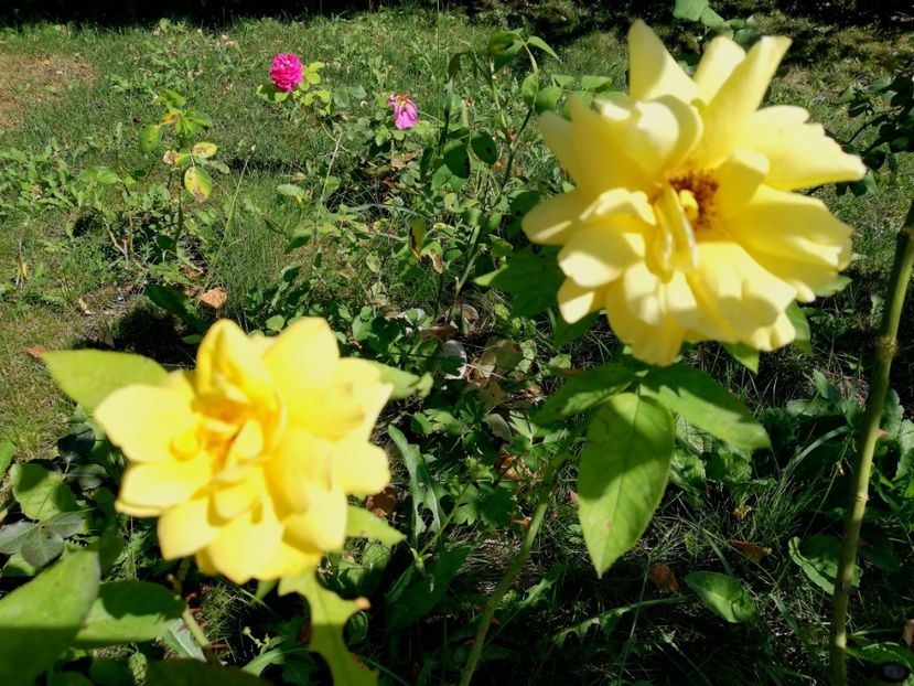  - Gradina august 2019