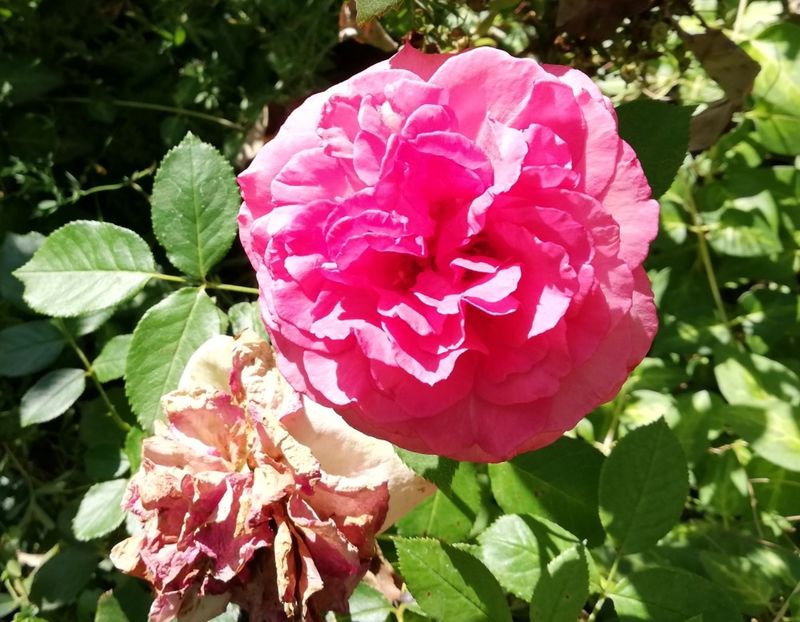 - Gradina august 2019