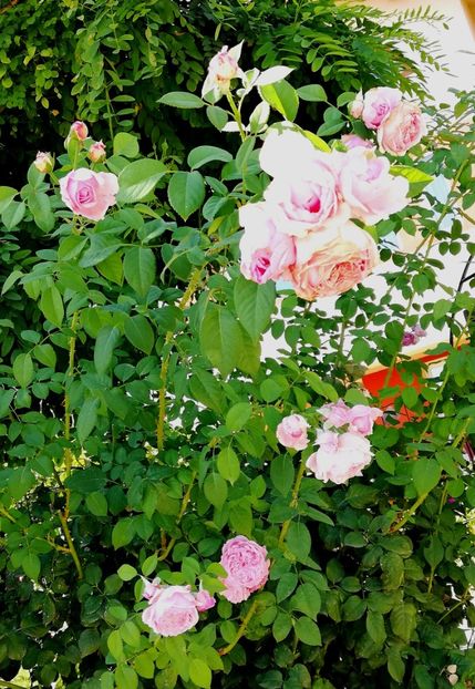  - Gradina august 2019