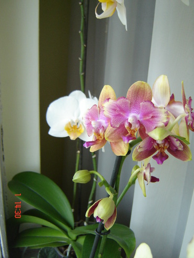 DSC01081 - Orhidee Phalaenopsis