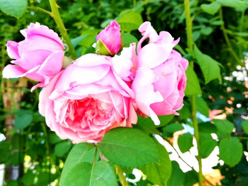  - Gradina august 2019