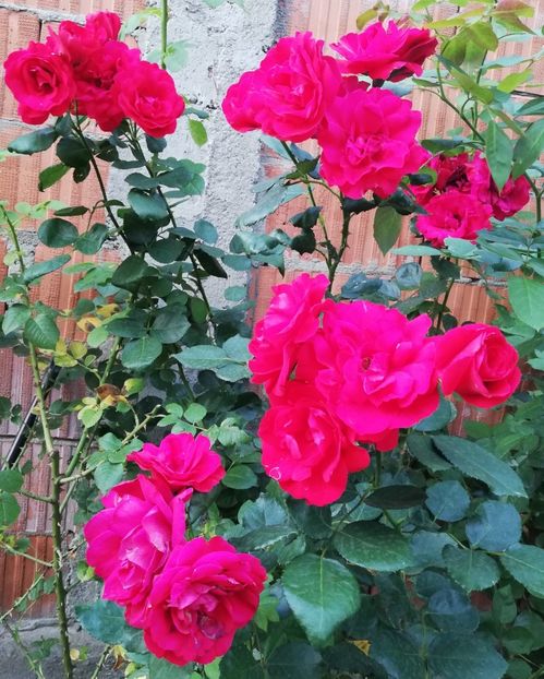  - Gradina august 2019