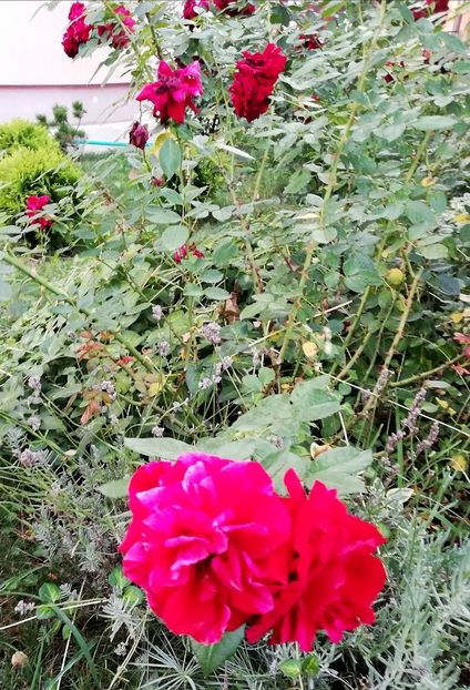  - Gradina august 2019