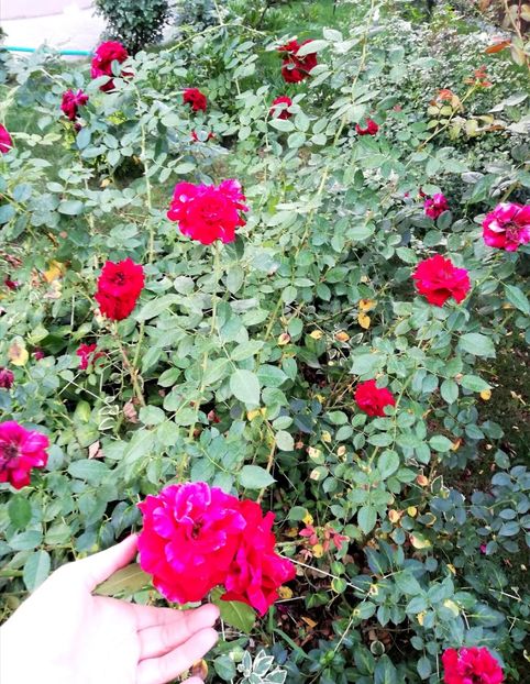  - Gradina august 2019