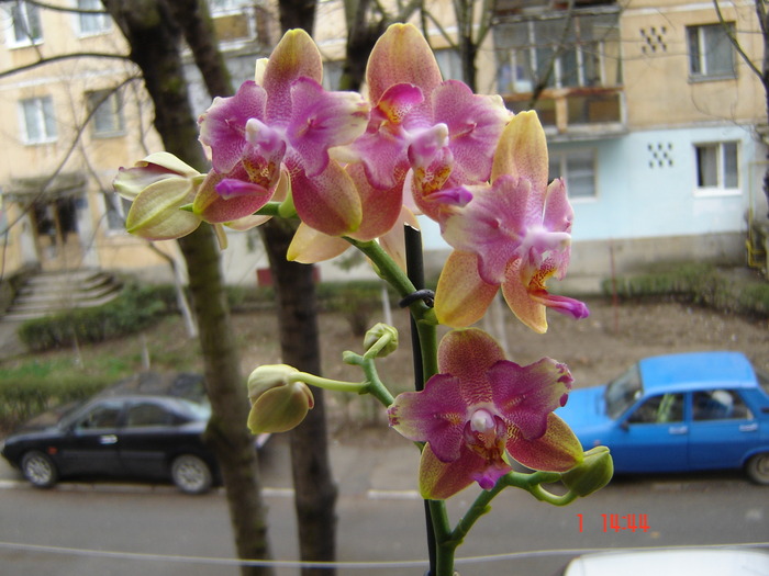 DSC01150 - Orhidee Phalaenopsis