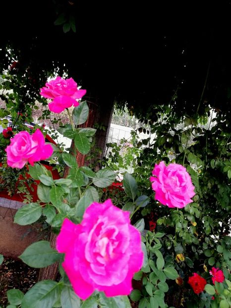  - Gradina august 2019