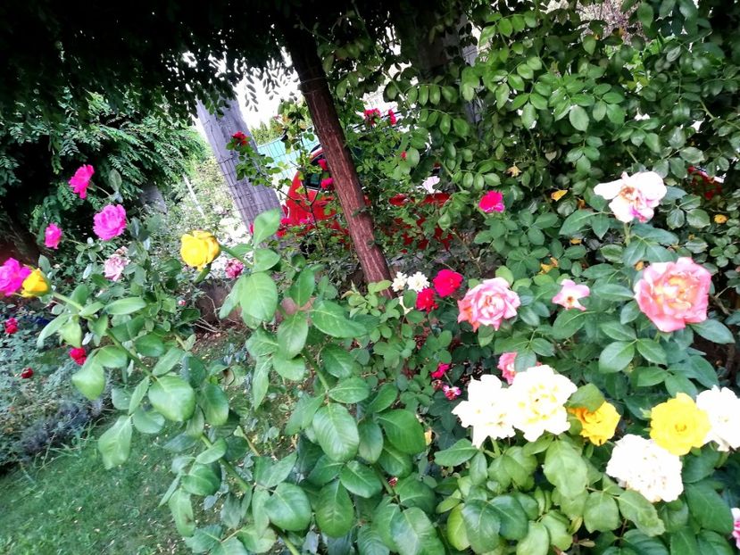  - Gradina august 2019