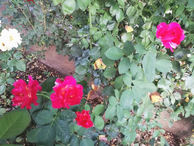  - Gradina august 2019
