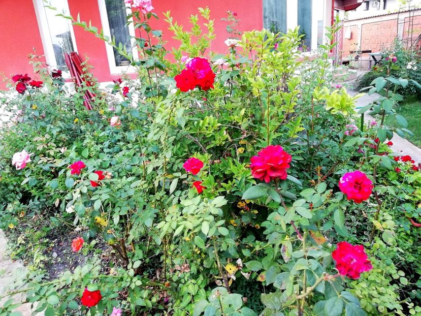  - Gradina august 2019