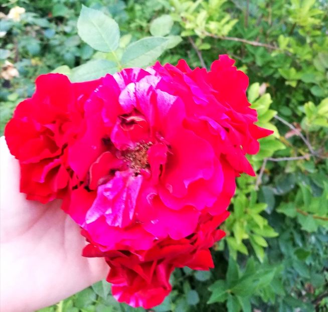  - Gradina august 2019