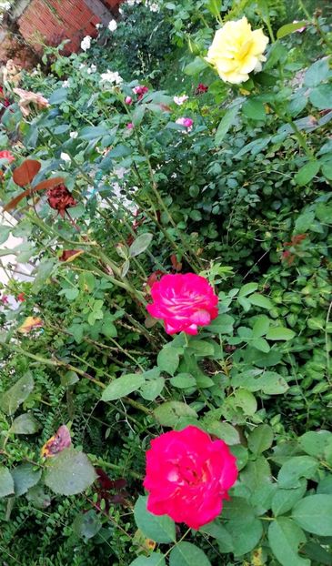  - Gradina august 2019