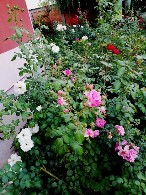  - Gradina august 2019