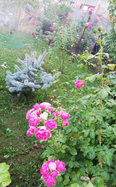  - Gradina august 2019