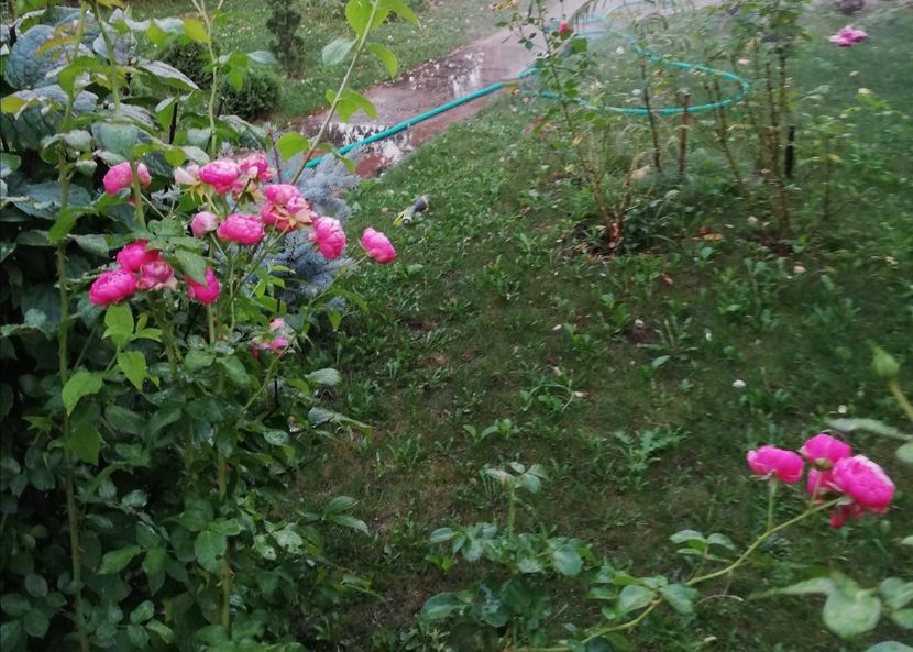 - Gradina august 2019