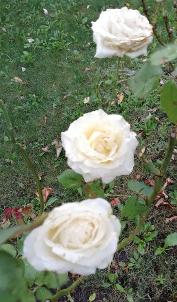  - Gradina august 2019
