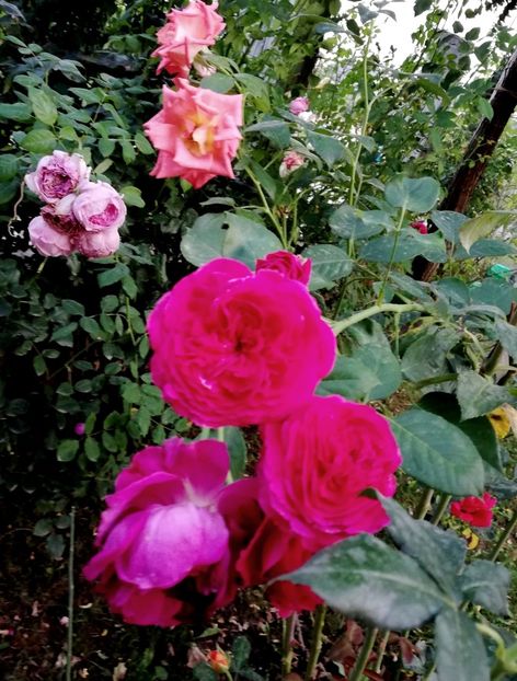  - Gradina august 2019
