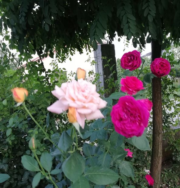  - Gradina august 2019
