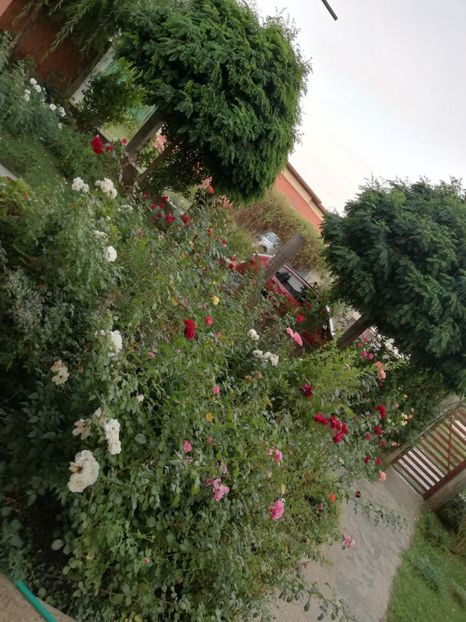  - Gradina august 2019