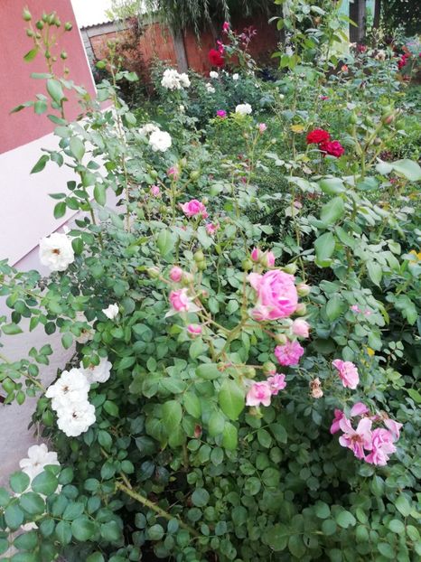 - Gradina august 2019