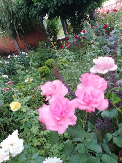  - Gradina august 2019