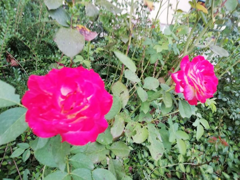  - Gradina august 2019